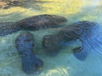 manatees