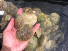 scallop
